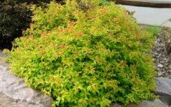 Gold Flame Spirea - 3 Gallon Pot 15 Gold Flame Spirea - 3 Gallon Pot -Plant Lover House Shop spirea bumalda gold flame 4