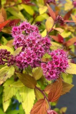 Rainbow Fizz Spirea - 3 Gallon Pot -Plant Lover House Shop spirea rainbow fizz 1