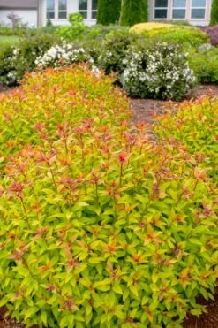 Rainbow Fizz Spirea - 3 Gallon Pot -Plant Lover House Shop spirea rainbow fizz 2