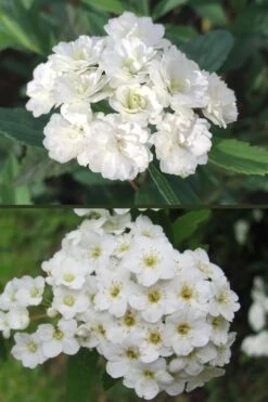 Reeves Bridal Wreath Spirea - 1 Gallon Pot -Plant Lover House Shop spirea reeves flowers double and single 1