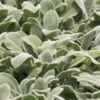 Silver Carpet Lambs Ears (Stachys) - 6 Pack Of Pint Pots 2 Silver Carpet Lambs Ears (Stachys) - 6 Pack Of Pint Pots -Plant Lover House Shop stachys byzantina silver carpet lambs ears 4