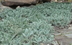 Silver Carpet Lambs Ears (Stachys) - 6 Pack Of Pint Pots -Plant Lover House Shop stachys byzantina silver carpet lambs ears 5