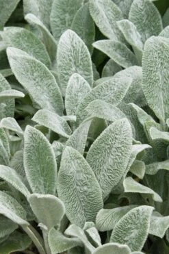 Silver Carpet Lambs Ears (Stachys) - 6 Pack Of Pint Pots -Plant Lover House Shop stachys byzantine silver carpet lambs ears 2