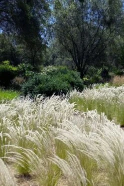 Peruvian Feather Grass (Stipa Ichu) - 1 Gallon Pot -Plant Lover House Shop stipa ichu peruvian feather grass 12