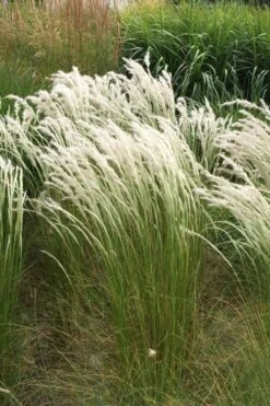 Peruvian Feather Grass (Stipa Ichu) - 1 Gallon Pot -Plant Lover House Shop stipa ichu peruvian feather grass 14