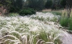 Peruvian Feather Grass (Stipa Ichu) - 1 Gallon Pot -Plant Lover House Shop stipa ichu peruvian feather grass 4