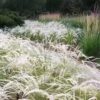 Peruvian Feather Grass (Stipa Ichu) - 1 Gallon Pot -Plant Lover House Shop stipa ichu peruvian feather grass 5