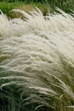 Peruvian Feather Grass (Stipa Ichu) - 1 Gallon Pot -Plant Lover House Shop stipa ichu peruvian feather grass 7