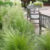 Pony Tails Mexican Feather Grass - Stipa Tennuissima - 1 Gallon Pot -Plant Lover House Shop stipa tenuissima ponytails mexican feather grass 102 1