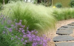 Pony Tails Mexican Feather Grass - Stipa Tennuissima - 1 Gallon Pot -Plant Lover House Shop stipa tenuissima ponytails mexican feather grass 105 1