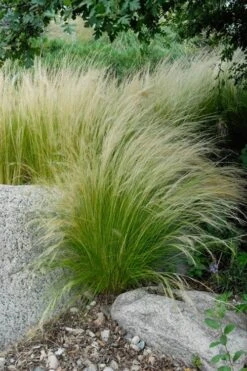 Pony Tails Mexican Feather Grass - Stipa Tennuissima - 1 Gallon Pot -Plant Lover House Shop stipa tenuissima ponytails mexican feather grass 107 1
