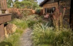 Pony Tails Mexican Feather Grass - Stipa Tennuissima - 1 Gallon Pot -Plant Lover House Shop stipa tenuissima ponytails mexican feather grass 115 1
