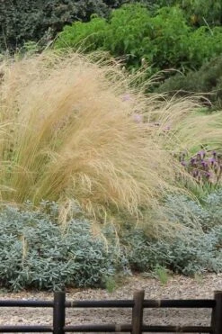 Pony Tails Mexican Feather Grass - Stipa Tennuissima - 1 Gallon Pot -Plant Lover House Shop stipa tenuissima ponytails mexican feather grass 117 1