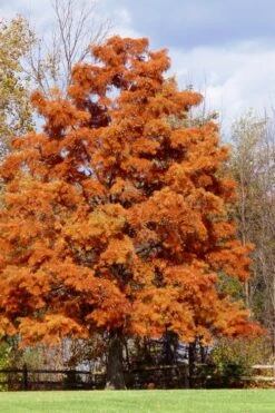 Bald Cypress - Taxodium Distichum - 3 Gallon Pot 21 Bald Cypress - Taxodium Distichum - 3 Gallon Pot -Plant Lover House Shop taxodium distichum bald cypress tree 30