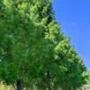 Bald Cypress - Taxodium Distichum - 3 Gallon Pot 1 Bald Cypress - Taxodium Distichum - 3 Gallon Pot -Plant Lover House Shop taxodium distichum bald cypress tree 31