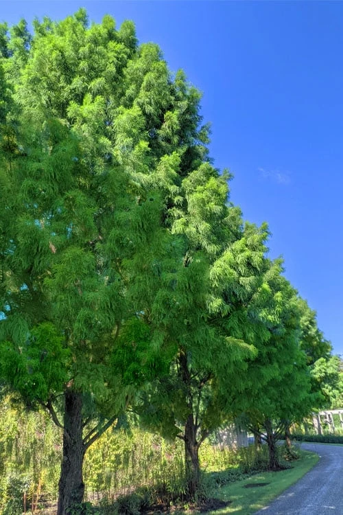 Bald Cypress - Taxodium Distichum - 3 Gallon Pot 3 Bald Cypress - Taxodium Distichum - 3 Gallon Pot