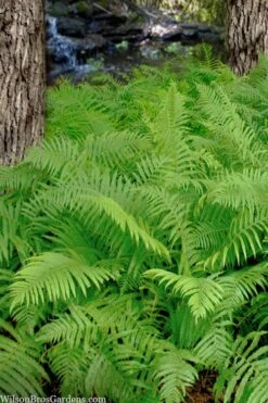 Southern Wood Fern (Thelypteris Kunthii) - 1 Gallon Pot -Plant Lover House Shop thelypteris kunthii southern wood fern 112 1