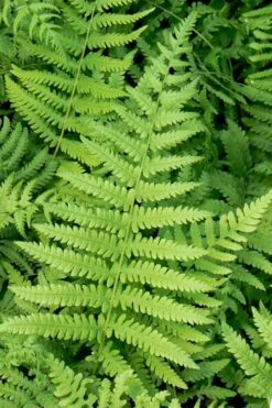 Southern Wood Fern (Thelypteris Kunthii) - 10 Pack Of Quart Pots 15 Southern Wood Fern (Thelypteris Kunthii) - 10 Pack Of Quart Pots -Plant Lover House Shop thelypteris kunthii southern wood fern 113