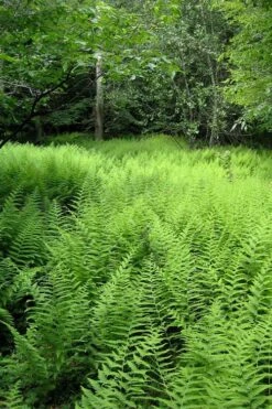 Southern Wood Fern (Thelypteris Kunthii) - 1 Gallon Pot -Plant Lover House Shop thelypteris kunthii southern wood fern 114 1