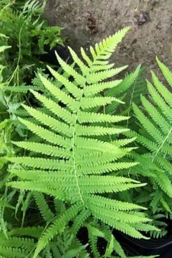 Southern Wood Fern (Thelypteris Kunthii) - 1 Gallon Pot -Plant Lover House Shop thelypteris kunthii southern wood fern 115 1