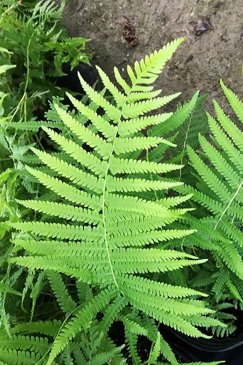 Southern Wood Fern (Thelypteris Kunthii) - 6 Pack Of 1 Gallon Pots 11 Southern Wood Fern (Thelypteris Kunthii) - 6 Pack Of 1 Gallon Pots - Image 9