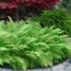 Southern Wood Fern (Thelypteris Kunthii) - 6 Pack Of 1 Gallon Pots -Plant Lover House Shop thelypteris kunthii southern wood fern 118 2