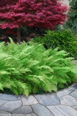 Southern Wood Fern (Thelypteris Kunthii) - 6 Pack Of 1 Gallon Pots