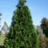 Green Giant Arborvitae - 3 Gallon Pot -Plant Lover House Shop thuja green giant arborvitae 101 2