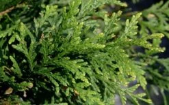 Green Giant Arborvitae - 1 Gallon Pot -Plant Lover House Shop thuja green giant arborvitae 102 1