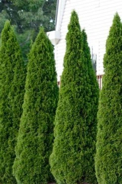 Emerald Green Arborvitae - 5 Gallon Pot -Plant Lover House Shop thuja occidentalis emerald green arborvitae 101