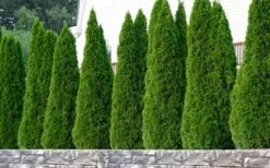 Emerald Green Arborvitae - 7 Gallon Pot (3-4') -Plant Lover House Shop thuja occidentalis emerald green arborvitae 102 1