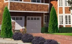 Emerald Green Arborvitae - 5 Gallon Pot -Plant Lover House Shop thuja occidentalis emerald green arborvitae 106