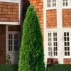 Emerald Green Arborvitae - 5 Gallon Pot 1 Emerald Green Arborvitae - 5 Gallon Pot -Plant Lover House Shop thuja occidentalis emerald green arborvitae 107