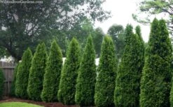 Emerald Green Arborvitae - 7 Gallon Pot (3-4') -Plant Lover House Shop thuja occidentalis emerald green arborvitae 109 1