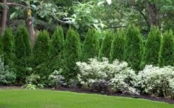 Emerald Green Arborvitae - 7 Gallon Pot (4-5') -Plant Lover House Shop thuja occidentalis emerald green arborvitae 110 2