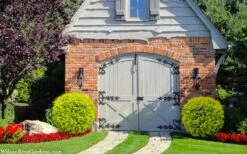 Golden Globe Arborvitae - 3 Gallon Pot -Plant Lover House Shop thuja occidentalis golden globe arborvitae 24