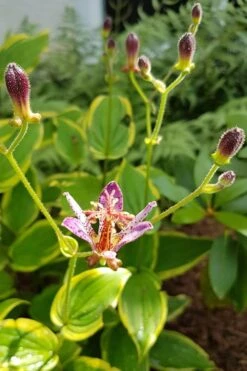 Samurai Toad Lily (Tricyrtis Formosana) - 5 Pack Of Quart Pots -Plant Lover House Shop toad lily samurai 500x750 1