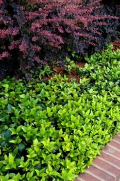 Asian Jasmine - Asiatic Jasmine - 18 Count Flat Of Pint Pots -Plant Lover House Shop trachelospermum asiaticum asian jasmine 2