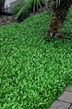 Asian Jasmine (Trachelospermum Asiaticum) - 36 Pack Of 3.5" Pint Pots -Plant Lover House Shop trachelospermum asiaticum asian jasmine 3 1