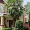 Windmill Cold Hardy Palm Tree - 7 Gallon Pot (2-3') -Plant Lover House Shop trachycarpus fortunei windmill palm 10