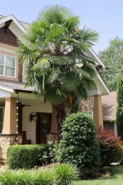 Windmill Cold Hardy Palm Tree - 3 Gallon Pot -Plant Lover House Shop trachycarpus fortunei windmill palm 10 2