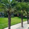 Windmill Cold Hardy Palm Tree - 3 Gallon Pot -Plant Lover House Shop trachycarpus fortunei windmill palm 12 2