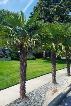 Windmill Cold Hardy Palm Tree - 7 Gallon Pot (2-3') -Plant Lover House Shop trachycarpus fortunei windmill palm 12