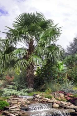 Windmill Cold Hardy Palm Tree - 7 Gallon Pot (3-4') -Plant Lover House Shop trachycarpus fortunei windmill palm 13 1