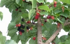 Red Mulberry Tree (Morus Rubra) - 5 Gallon Pot -Plant Lover House Shop tree red mulberry 2 800x500 1