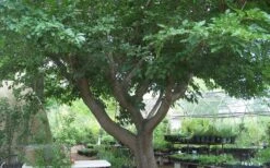 Red Mulberry Tree (Morus Rubra) - 5 Gallon Pot -Plant Lover House Shop tree red mulberry 3 800x500 1