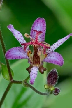Samurai Toad Lily (Tricyrtis Formosana) - 1 Gallon Pot -Plant Lover House Shop tricyrtis formosana samurai toad lily 1 1