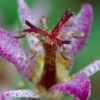 Samurai Toad Lily (Tricyrtis Formosana) - 1 Gallon Pot -Plant Lover House Shop tricyrtis formosana samurai toad lily 3 1