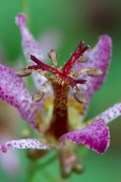 Samurai Toad Lily (Tricyrtis Formosana) - 1 Gallon Pot