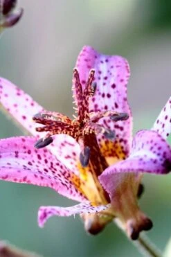 Samurai Toad Lily (Tricyrtis Formosana) - 1 Gallon Pot -Plant Lover House Shop tricyrtis formosana samurai toad lily 5 1